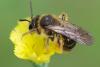 Andrena sp.